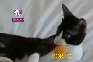Porto, gato ataxia